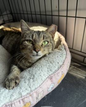 Domestic Short Hair Cats Available for Adoption in Camden, South Carolina - Door Dash | PetCurious