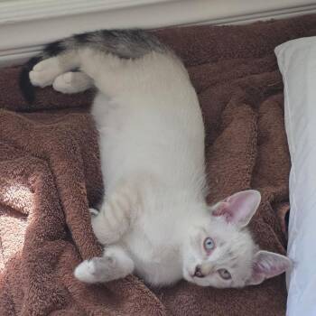 Pancake -  Siamese Cat for Adoption in Las Vegas, Nevada - Pancake | PetCurious