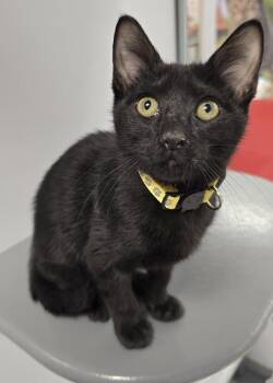 Amethyst -  Domestic Short Hair Cat for Adoption in Vancouver, Washington - Amethyst | PetCurious