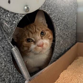 Unicorn -  Domestic Short Hair Cat for Adoption - Unicorn | PetCurious