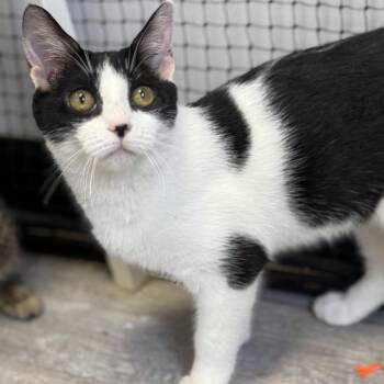 Hazel -  Domestic Short Hair Cat for Adoption in Ridgely, Maryland - Hazel | PetCurious