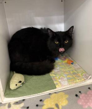 Domestic Long Hair Cats Available for Adoption - Pax | PetCurious