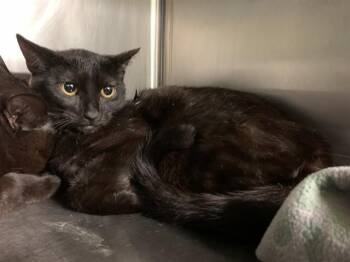 Domestic Short Hair Cats Available for Adoption in Grand Prairie, Texas - NELLI | PetCurious