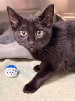Domestic Short Hair Cats Available for Adoption in Memphis, Tennessee - Macaroon | PetCurious