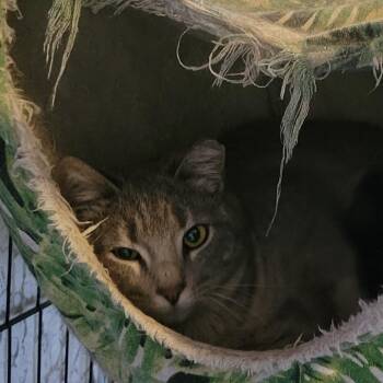 Domestic Short Hair Cats Available for Adoption in Portage, Michigan - Gabby | PetCurious