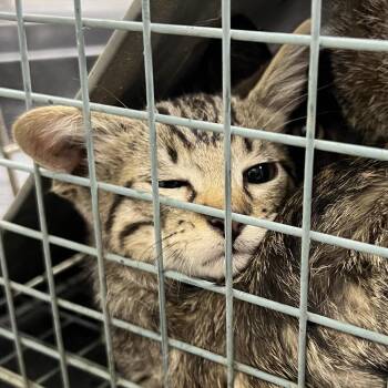 Dunn -  Domestic Short Hair Cat for Adoption in Lufkin, Texas - Dunn | PetCurious