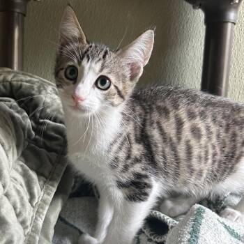 HAPPY -  Domestic Short Hair Cat for Adoption in Kyle, Texas - HAPPY | PetCurious