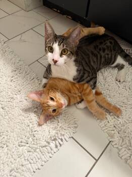 Rescue Domestic Short Hair Cats for Adoption - Leland | PetCurious