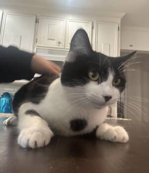 Rescue Tuxedo and Domestic Short Hair Cats for Adoption in Fennville, Michigan - Oreo | PetCurious