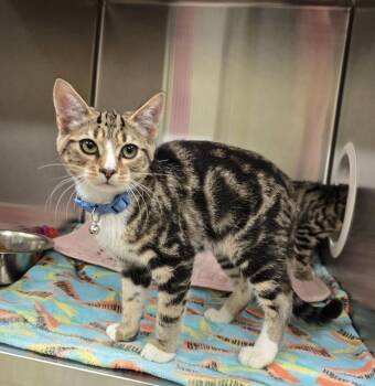 Meowvin -  Domestic Short Hair Cat for Adoption in Dickson, Tennessee - Meowvin | PetCurious