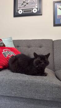 8-Ball -  Domestic Short Hair Cat for Adoption in Dublin, Ohio - 8-Ball | PetCurious