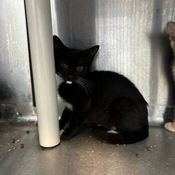 Pensacola -  Domestic Short Hair Cat for Adoption in Carencro, Louisiana - Pensacola | PetCurious