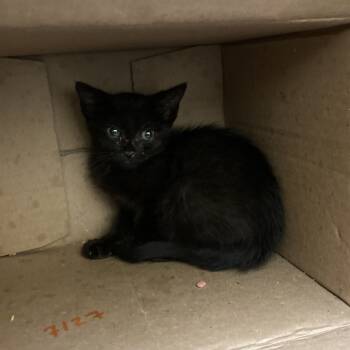 Rescue Domestic Short Hair Cats for Adoption in Lynchburg, Virginia - Metzger | PetCurious