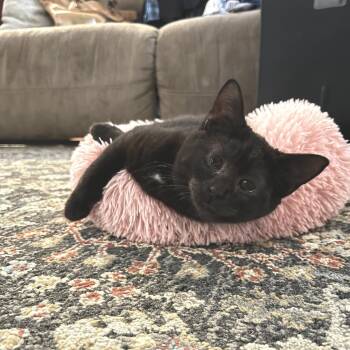 Domestic Short Hair Cats Available for Adoption - Meatball | PetCurious