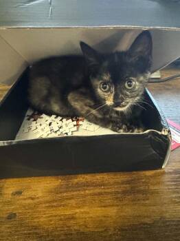 Sage -  Tortoiseshell Cat for Adoption in Arnold, Missouri - Sage | PetCurious