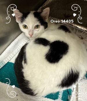 Rescue Domestic Short Hair Cats for Adoption in Marietta, Georgia - OREO | PetCurious