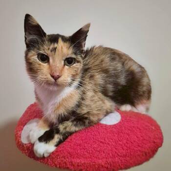 Chips -  Calico Cat for Adoption in Trophy Club, Texas - Chips | PetCurious