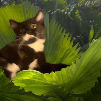 "I tawt I taw a puddy tat" Sylvestor -  Domestic Long Hair Cat for Adoption in Elizabeth, Pennsylvania - "I Tawt I Taw A Puddy Tat" Sylvestor | PetCurious