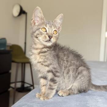 Rescue British Shorthair and Tabby Cats for Adoption in Tucker, Georgia - Bobby (The Brady Bunch Litter) | PetCurious