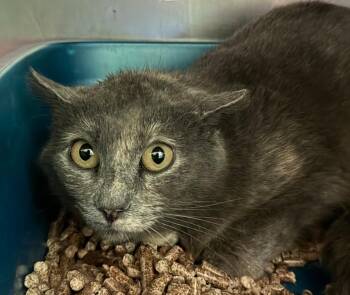 Domestic Short Hair Cats Available for Adoption in Olean, New York - Tango | PetCurious