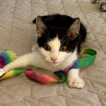 Keilani -  Domestic Short Hair Cat for Adoption in Memphis, Tennessee - Keilani | PetCurious
