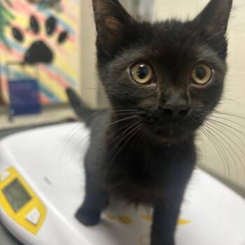 Domestic Short Hair Cats Available for Adoption - Batcat | PetCurious