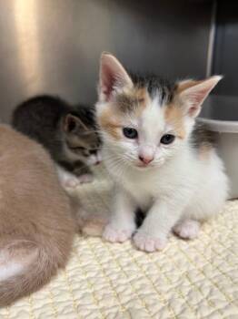 Spirt -  Domestic Short Hair Cat for Adoption in Mineral, Virginia - Spirt | PetCurious