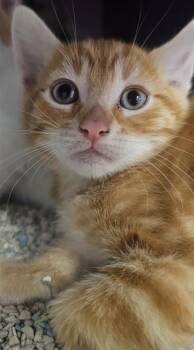 TOASTED ALMOND* -  Domestic Short Hair Cat for Adoption in Santa Cruz, California - TOASTED ALMOND* | PetCurious
