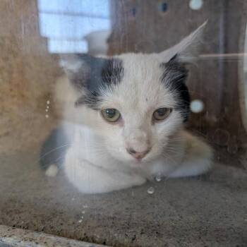 Skipper -  Domestic Short Hair Cat for Adoption in Independence, Kansas - Skipper | PetCurious