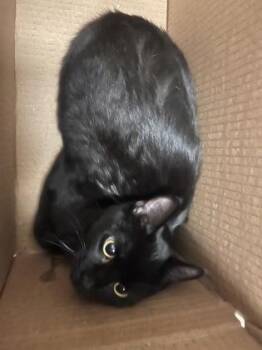 Domestic Short Hair Cats Available for Adoption - Lucy | PetCurious