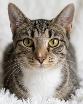Slone -  Domestic Short Hair Cat for Adoption in Bedford, Indiana - Slone | PetCurious