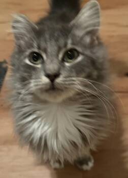 Domestic Medium Hair Cats Available for Adoption - Olivia | PetCurious