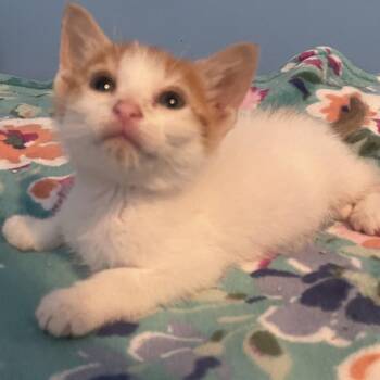 Casey -  Domestic Short Hair Cat for Adoption in Franklin, Tennessee - Casey | PetCurious