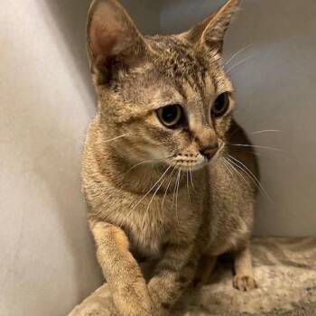 Canary -  Domestic Short Hair Cat for Adoption in Dayton, Ohio - Canary | PetCurious