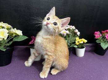 Jefferson -  Tabby and Domestic Short Hair Cat for Adoption in Fayetteville, Georgia - Jefferson | PetCurious