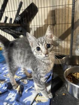 Rescue Domestic Short Hair Cats for Adoption in Albany, Wisconsin - Astra | PetCurious