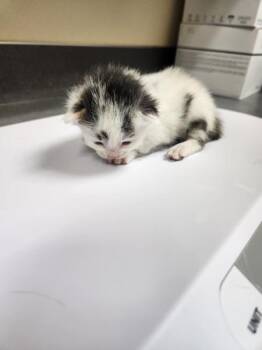 Coral -  Domestic Medium Hair Cat for Adoption in Kennewick, Washington - Coral | PetCurious