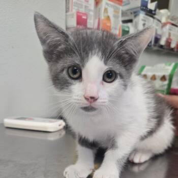 Cable -  Domestic Short Hair Cat Available for Adoption in San Jacinto, California - Cable | PetCurious