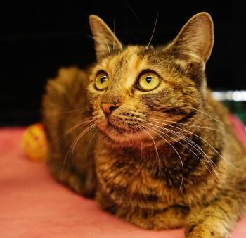 Rescue Domestic Short Hair Cats for Adoption in City Of Industry, California - Tiffany | PetCurious