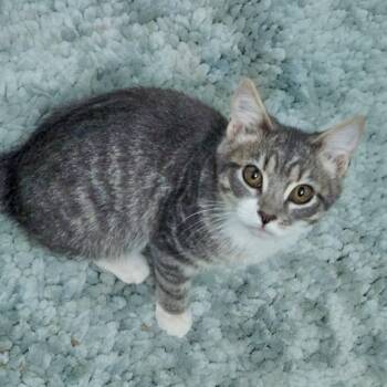 Kenny Rogers -  Domestic Short Hair Cat for Adoption in Chapel Hill, North Carolina - Kenny Rogers | PetCurious