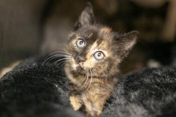A1264438 -  Domestic Short Hair Cat for Adoption in Charlotte, North Carolina - A1264438 | PetCurious