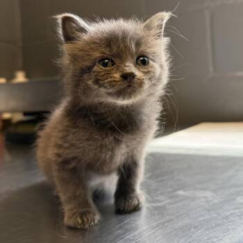 River -  Domestic Short Hair Cat for Adoption in Tuscaloosa, Alabama - River | PetCurious
