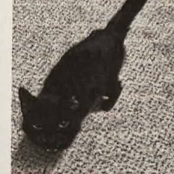 Domestic Short Hair Cats Available for Adoption in Bentonville, Arkansas - Lovey | PetCurious