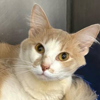 Crush -  Domestic Short Hair Cat for Adoption in Bentonville, Arkansas - Crush | PetCurious