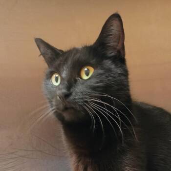 Domestic Short Hair Cats Available for Adoption in Palestine, Texas - Elvira | PetCurious