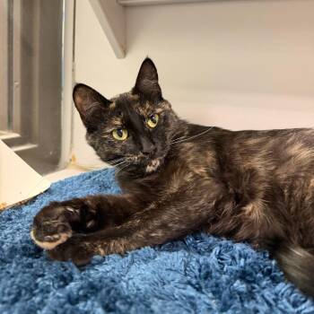 Milly -  Domestic Short Hair Cat for Adoption in Durango, Colorado - Milly | PetCurious