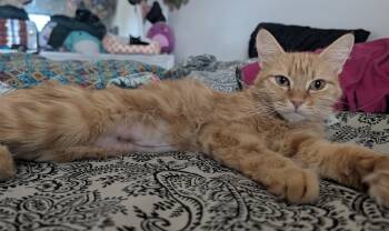 Meet Peach — A Sweet Mama Ready for Her Happily Ever After -  Domestic Short Hair Cat for Adoption in Prescott, Arizona - Meet Peach — A Sweet Mama Ready For Her Happily Ever After | PetCurious