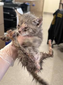 DOT TATTLER -  Domestic Short Hair Cat for Adoption in Louisville, Kentucky - DOT TATTLER | PetCurious