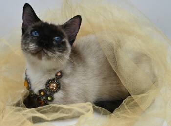 Momma Mocha -  Siamese Cat for Adoption in Mobile, Alabama - Momma Mocha | PetCurious