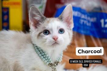 Charcoal -  Domestic Short Hair Cat for Adoption in Sevierville, Tennessee - Charcoal | PetCurious